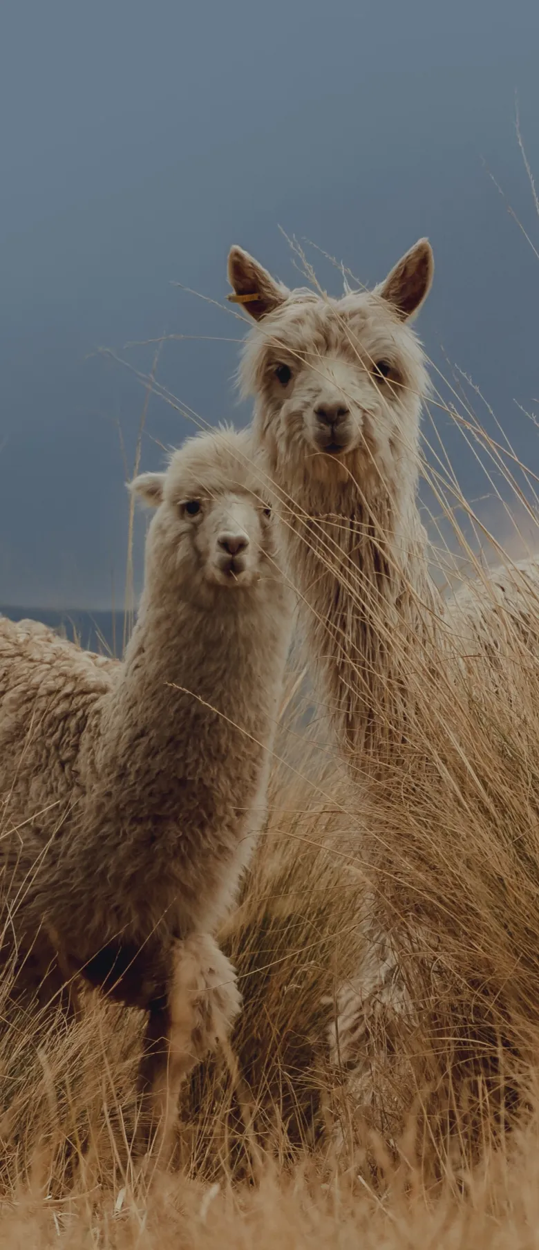 alpaca