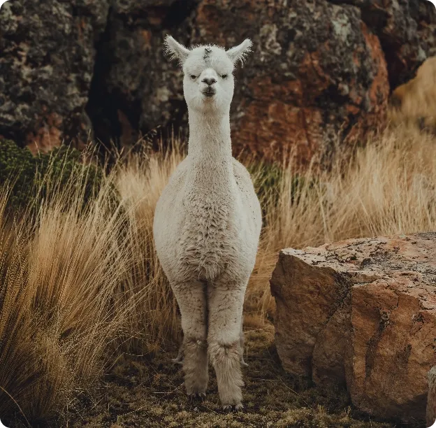 alpaca
